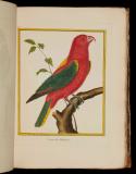 Histoire naturelle des oiseaux ; tab. 189-381.