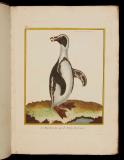 Histoire naturelle des oiseaux ; tab. 382-587.