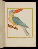 Histoire naturelle des oiseaux ; tab. 588-806. 