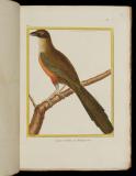Histoire naturelle des oiseaux ; tab. 807-1008.