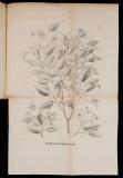 Mémoire sur le camphrier de Sumatra et de Bornéo