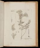 Stirpium rariorum in Imperio Rutheno sponte provenientium icones et descriptiones