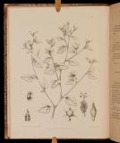 The botany of the voyage of H.M.S. Sulphur, under the command of Captain Sir Edward Belcher, R.N., C.B., F.R.G.S., etc. during the years 1836-42