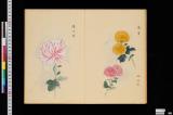 菊譜